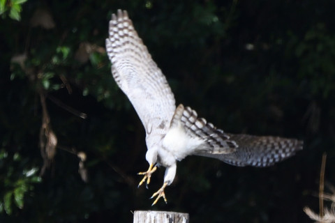 トリミング 2020/11月 SIGMA150-600C+D500 600mm F8 ss1/1250 ISO720 AF-C 25点