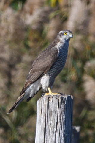 トリミング 2020/11月 SIGMA150-600C+D500 600mm F8 ss1/1250 ISO640