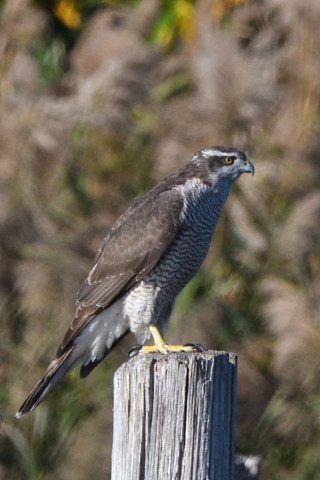 トリミング 2020/11月 SIGMA150-600C+D500 600mm F8 ss1/1250 ISO640