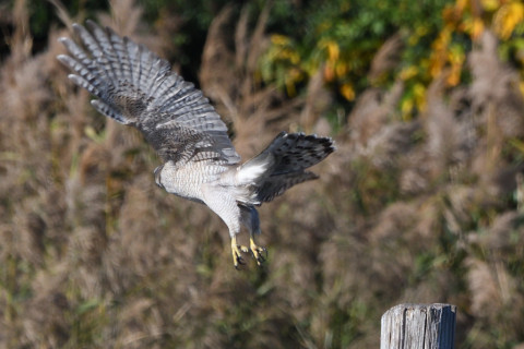 トリミング 2020/11月 SIGMA150-600C+D500 600mm F8 ss1/1250 ISO560 AF-C 25点