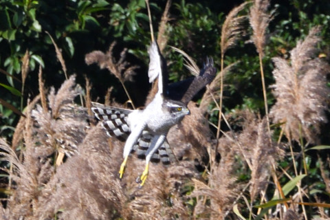 トリミング 2020/11月 SIGMA150-600C+D500 600mm F8 ss1/1250 ISO640 AF-C 25点