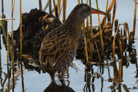 トリミング 2020/11月 SIGMA150-600C+D500 600mm F8 ss1/1250 ISO4000 AF-C 25点