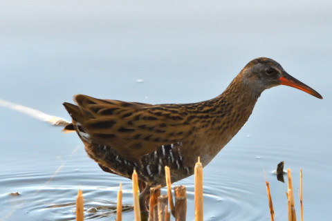トリミング 2020/11月 SIGMA150-600C+D500 600mm F8 ss1/1250 ISO4000 AF-C 25点