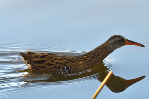 トリミング 2020/11月 SIGMA150-600C+D500 600mm F8 ss1/1250 ISO3600 AF-C 25点