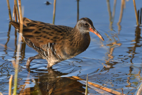 トリミング 2020/11月 SIGMA150-600C+D500 600mm F8 ss1/1250 ISO2000 AF-C 25点