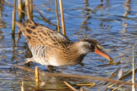 トリミング 2020/11月 SIGMA150-600C+D500 600mm F8 ss1/1250 ISO2000 AF-C 25点