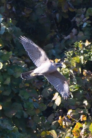 トリミング 2020/11月 SIGMA150-600C+D500 600mm F8 ss1/1250 ISO1800 AF-C 25点