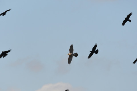 SIGMA150-600C+D500 600mm F8 ss1/1250 ISO560 AF-C 25点