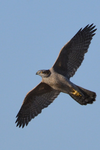 トリミング 2020/11月 SIGMA150-600C+D500 600mm F8 ss1/1250 ISO400 AF-C 25点