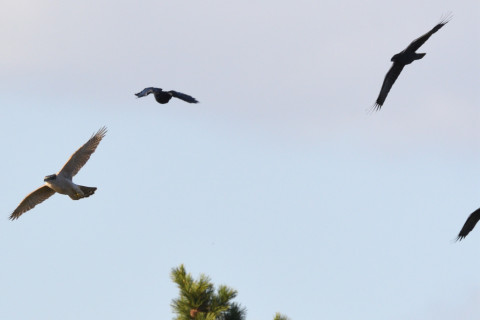 トリミング 2020/11月 SIGMA150-600C+D500 600mm F8 ss1/1250 ISO500 AF-C 25点