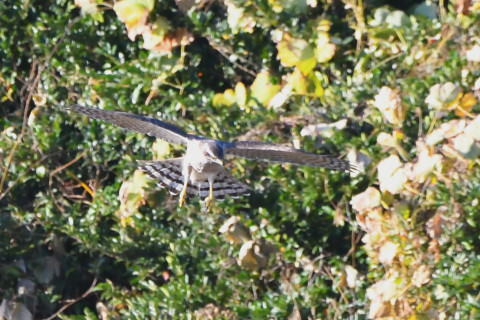 トリミング 2020/11月 SIGMA150-600C+D500 600mm F8 ss1/1250 ISO4000 AF-C 25点