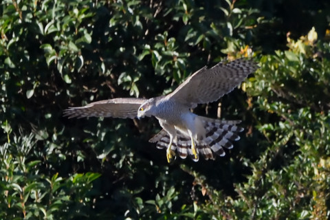 トリミング 2020/11月 SIGMA150-600C+D500 600mm F8 ss1/1250 ISO4000 AF-C 25点