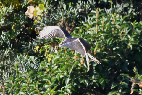 トリミング 2020/11月 SIGMA150-600C+D500 600mm F8 ss1/1250 ISO4000 AF-C 25点
