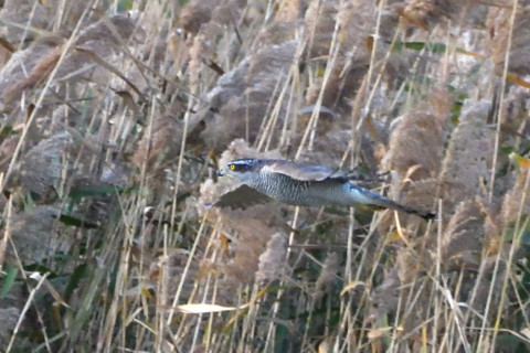 トリミング 2020/11月 SIGMA150-600C+D500 600mm F8 ss1/1250 ISO4000 AF-C 25点