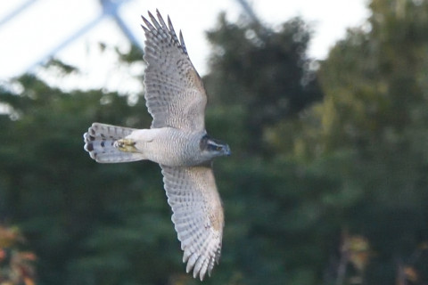 トリミング 2020/11月 SIGMA150-600C+D500 600mm F8 ss1/1250 ISO3200 AF-C 25点