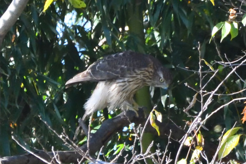 トリミング 2020/11月 SIGMA150-600C+D500 600mm F8 ss1/1250 ISO5600