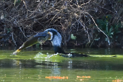 トリミング 2020/11月 SIGMA150-600C+D500 600mm F8 ss1/1250 ISO6400