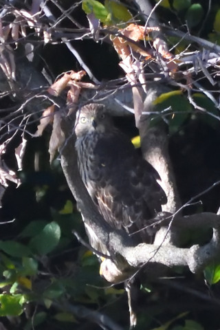 トリミング 2020/11月 SIGMA150-600C+D500 600mm F8 ss1/1250 ISO5600