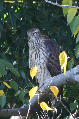 トリミング 2020/11月 SIGMA150-600C+D500 600mm F8 ss1/1250 ISO2800