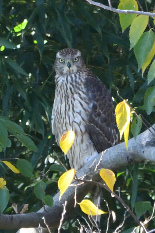 トリミング 2020/11月 SIGMA150-600C+D500 600mm F8 ss1/1250 ISO2800