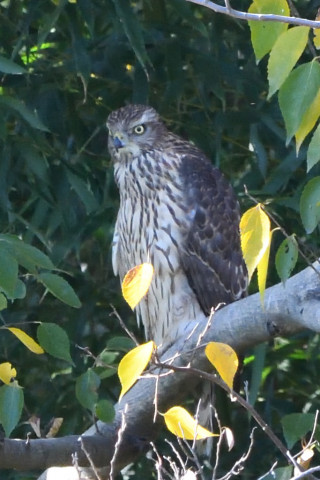 トリミング 2020/11月 SIGMA150-600C+D500 600mm F8 ss1/1250 ISO3200