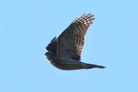 トリミング 2020/11月 SIGMA150-600C+D500 600mm F8 ss1/1250 ISO280 AF-C 25点