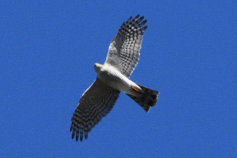 トリミング 2020/11月 SIGMA150-600C+D500 600mm F8 ss1/1600 ISO1250 AF-C 25点