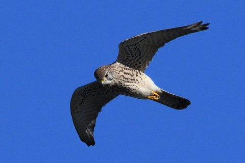 トリミング 2020/11月 SIGMA150-600C+D500 600mm F8 ss1/1250 ISO450 AF-C 25点