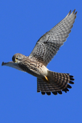 トリミング 2020/11月 SIGMA150-600C+D500 600mm F8 ss1/1250 ISO500 AF-C 25点