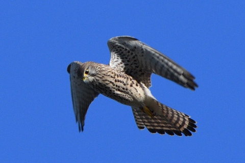 トリミング 2020/11月 SIGMA150-600C+D500 600mm F8 ss1/1250 ISO500 AF-C 25点