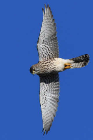 トリミング 2020/11月 SIGMA150-600C+D500 600mm F8 ss1/1250 ISO500 AF-C 25点