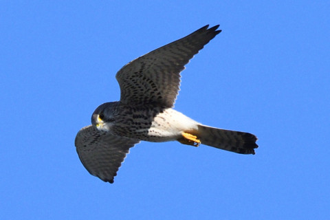 トリミング 2020/11月 SIGMA150-600C+D500 600mm F8 ss1/1250 ISO450 AF-C 25点