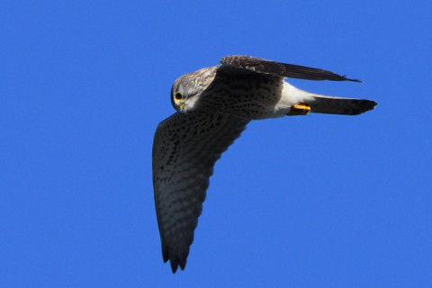 トリミング 2020/11月 SIGMA150-600C+D500 600mm F8 ss1/1250 ISO500 AF-C 25点