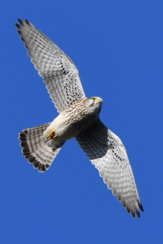 トリミング 2020/11月 SIGMA150-600C+D500 600mm F8 ss1/1250 ISO720 AF-C 25点