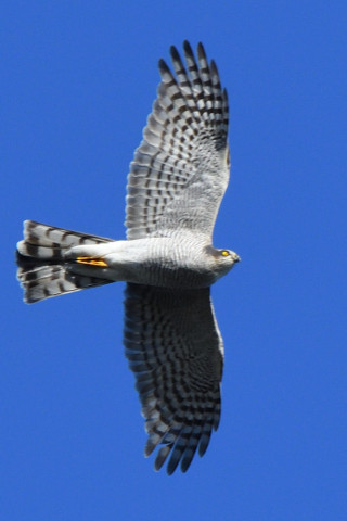 トリミング 2020/11月 SIGMA150-600C+D500 600mm F8 ss1/1250 ISO720 AF-C 25点