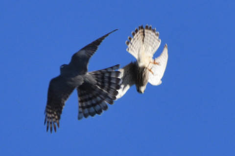 トリミング 2020/11月 SIGMA150-600C+D500 600mm F8 ss1/1250 ISO640 AF-C 25点