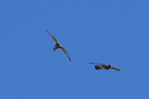 トリミング 2020/11月 SIGMA150-600C+D500 460mm F8 ss1/1250 ISO500 AF-C 25点