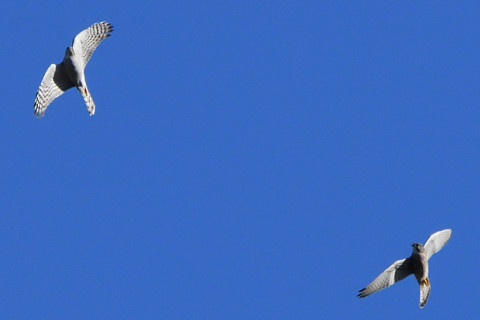 トリミング 2020/11月 SIGMA150-600C+D500 460mm F8 ss1/1250 ISO450 AF-C 25点