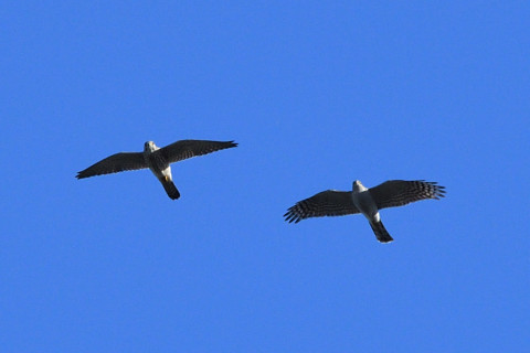 トリミング 2020/11月 SIGMA150-600C+D500 460mm F8 ss1/1250 ISO500 AF-C 25点