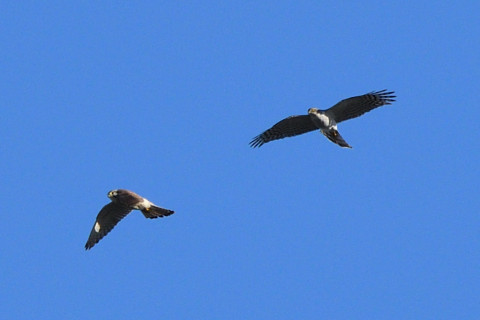 トリミング 2020/11月 SIGMA150-600C+D500 460mm F8 ss1/1250 ISO500 AF-C 25点