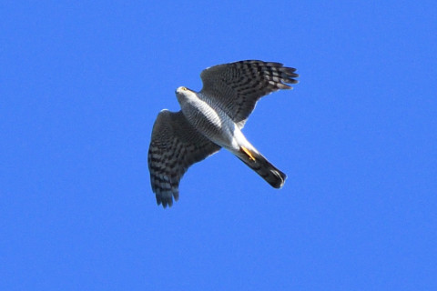 トリミング 2020/11月 SIGMA150-600C+D500 600mm F8 ss1/1250 ISO800 AF-C 25点