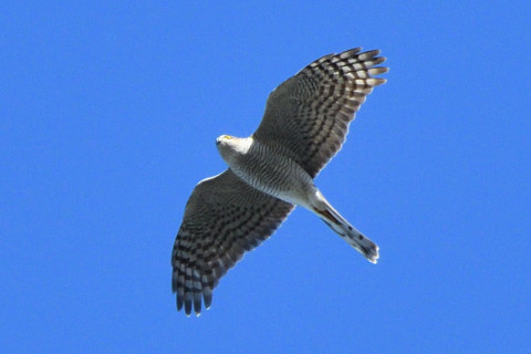 トリミング 2020/11月 SIGMA150-600C+D500 600mm F8 ss1/1250 ISO900 AF-C 25点