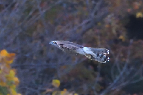 トリミング 2020/11月 SIGMA150-600C+D500 600mm F8 ss1/1250 ISO4000 AF-C 25点