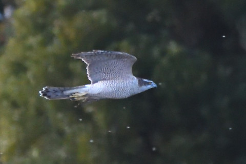 トリミング 2020/11月 SIGMA150-600C+D500 600mm F8 ss1/1250 ISO4000 AF-C 25点