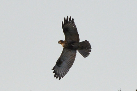 トリミング 2020/11月 SIGMA150-600C+D500 600mm F8 ss1/1250 ISO900 AF-C 25点