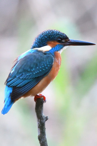 トリミング 2020/11月 SIGMA150-600C+D500 600mm F8 ss1/1250 ISO3600 AF-C 25点