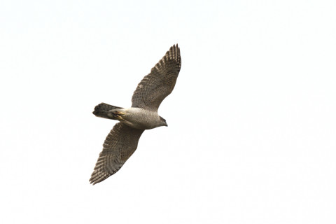 2020/11月 SIGMA150-600C+D500 600mm F8 ss1/1250 ISO280 AF-C 25点