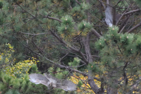 トリミング 2020/11月 SIGMA150-600C+D500 600mm F8 ss1/1250 ISO5600 AF-C 25点