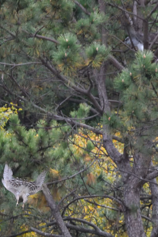 トリミング 2020/11月 SIGMA150-600C+D500 600mm F8 ss1/1250 ISO5600 AF-C 25点