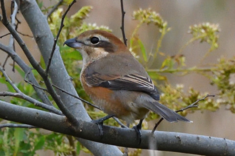 トリミング 2020/11月 SIGMA150-600C+D500 600mm F8 ss1/1250 ISO2800